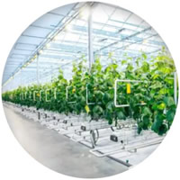 agroindustria